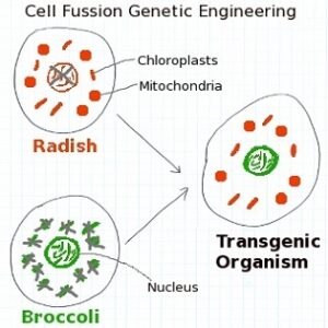 Genetic Engineering and Cell Fusion CMS Image